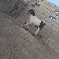 کهره نر مخصوص داشت