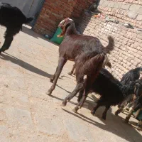 گوشت|حیوانات مزرعه|خاش, |دیوار