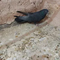 نردمگیر قلاق..|پرنده|اصفهان, سروستان|دیوار