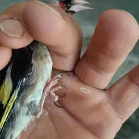 سهره دورگ نر و سهره یاسمین نر