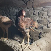 جوجه لاری|حیوانات مزرعه|سروآباد, |دیوار