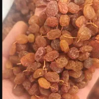 کشمش بیدانه آفتابی پلوئی|خوردنی و آشامیدنی|تاکستان, |دیوار