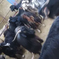 25 عدد بزجوان آبستن داشتی