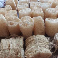 فروش عمده اسکاچ و لیف لوفا گیاهی و اورگانیک