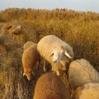 یک عدد قوچ شیشک