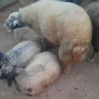 قوچ داشتی|حیوانات مزرعه|زاغه, |دیوار