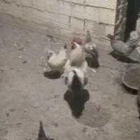 خروس