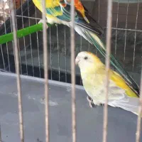 پرنده زینتی و فروش پرنده الان دارم فنچ قناری عروس