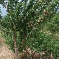 باغ بادام ۱۰۰۰۰۰مترسندشش دانگ مزرعه نو
