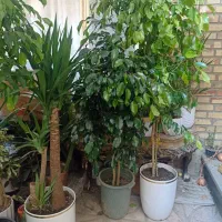 گل درخچه بنجامین بلک وسبز بارتفاع یک ونیم متربه