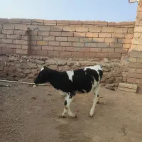 گوساله ماده