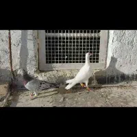 کبوتر هفترنگ و سفید