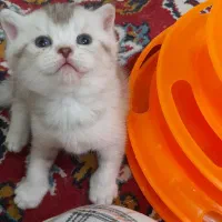 اسکاتیش و بریتیش