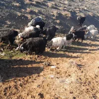 بز فروشی