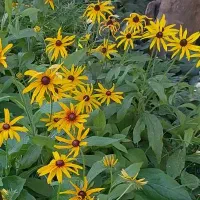 فروش غده پیاز مینروا سفید درجه یک
