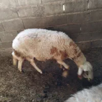 سه عدد گوسفند با دو بره|حیوانات مزرعه|گمیشان, |دیوار