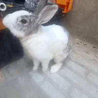 خرگوش زیبا