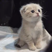 کوچولوهای اسکاتیش