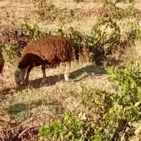 بره نر و ماده پای پروار ریز|حیوانات مزرعه|ملایر, |دیوار