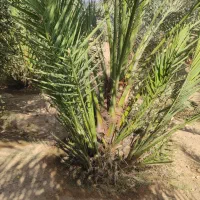خدمات فروش نخل خرما|خدمات باغبانی و درختکاری|شوشتر, |دیوار