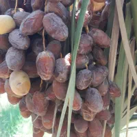 حرما بریم و گنطار درجه یک