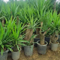 فروش یوکا خرده و عمده در تهران|گل و گیاه طبیعی|ری, سیزده آبان|دیوار