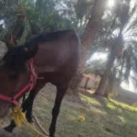 اسب نریون|اسب و تجهیزات اسبسواری|گنبکی, |دیوار