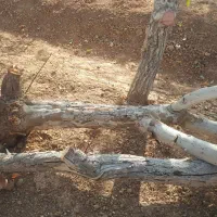 چوب و الوار خشک از درخت های به و بادام