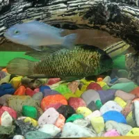 ماهی آکواریومی