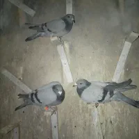 سه تا سبز|پرنده|خوسف, |دیوار