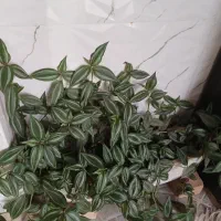 گل طبیعی|گل و گیاه طبیعی|گیان, |دیوار