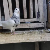 سه تا جوجه کبوتر طوقی واکسی و الماسی