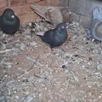 دوجفت کفتر|پرنده|رفسنجان, |دیوار