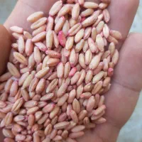 گندم بذری سرداری|گل و گیاه طبیعی|صحنه, |دیوار