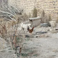 سگ پاکوتاه نگهبان