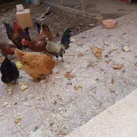 خروس ژاپنی|حیوانات مزرعه|سمنان, |دیوار