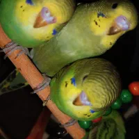 مرغ عشق