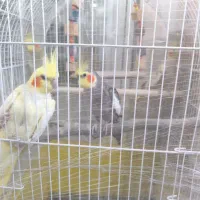 فروش چهار عروس هلندی سخنگو با لوازم کامل