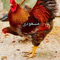 فروش تخم نطفه داره ویاندوت بلورد آمریکایی