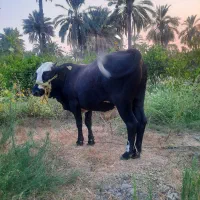 فروش گاو نر سمینتال