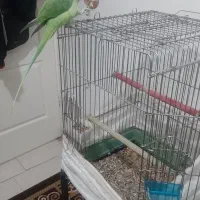 شاه طوطی فوق العاده سخنگو وباهوش ورام ودستی|پرنده|شهریار, شهرک وائین|دیوار