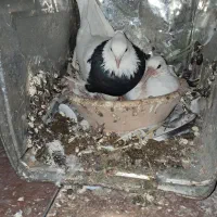 شاهطوطی.گرینچیک.کبوتر.کفتر|پرنده|همدان, |دیوار