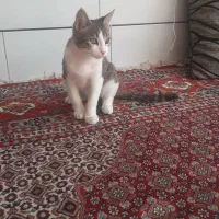 واگذاری بچه گربه