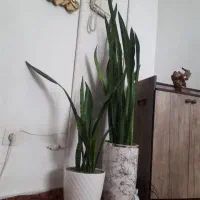 دوعدگل سانسوریا