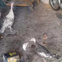 بوقلمون کردی اصل با جوجه