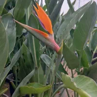 گل پرنده بهشتی