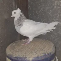 جوجه دو پری نر الماسی خال سیاه