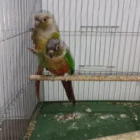 جفت گرینچیک کارداده
