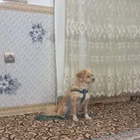 واگذاری سگ رایگان