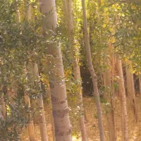 چوب تبریزی